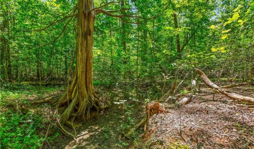 Photo #5 of Alma, Winston-Salem, NC 3.6 acres