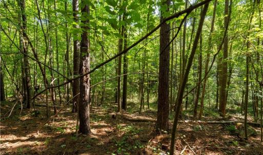 Photo #12 of 2643 Roberts Chapel, Goldston, NC 16.8 acres