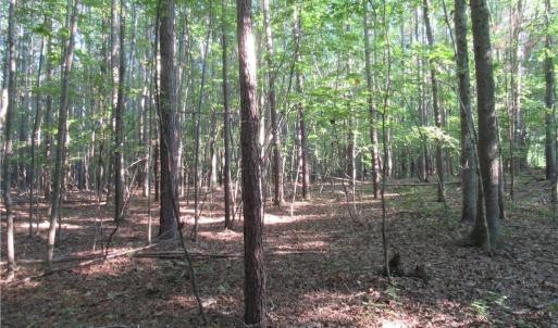 Photo #36 of 2643 Roberts Chapel, Goldston, NC 16.8 acres