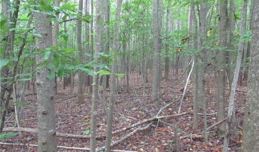 Photo #32 of 2643 Roberts Chapel, Goldston, NC 16.8 acres