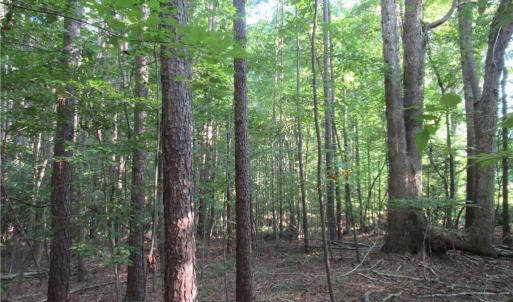 Photo #37 of 2643 Roberts Chapel, Goldston, NC 16.8 acres