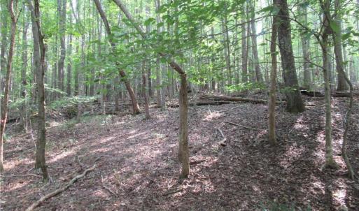 Photo #29 of 2643 Roberts Chapel, Goldston, NC 16.8 acres