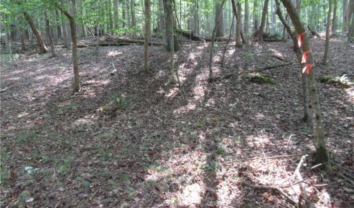 Photo #25 of 2643 Roberts Chapel, Goldston, NC 16.8 acres