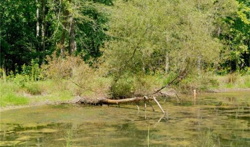 Photo #16 of 3053 NC Highway 62, Liberty, NC 53.0 acres
