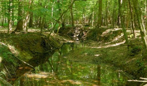 Photo #22 of 3053 NC Highway 62, Liberty, NC 53.0 acres