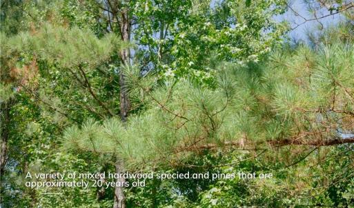 Photo #9 of 3053 NC Highway 62, Liberty, NC 53.0 acres