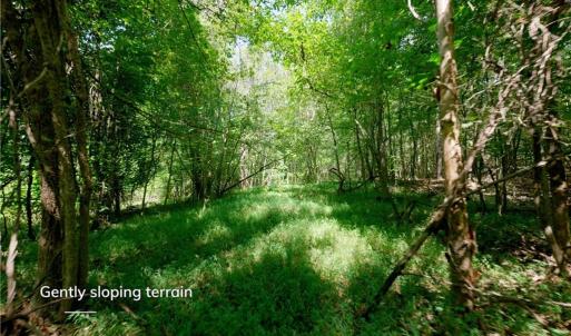 Photo #10 of 3053 NC Highway 62, Liberty, NC 53.0 acres