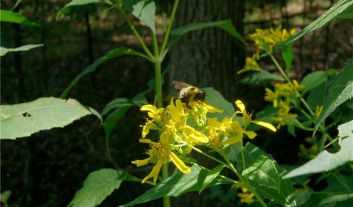 Photo #18 of 3053 NC Highway 62, Liberty, NC 53.0 acres