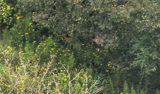 Photo #6 of 550 Van Buren, Stoneville, NC 59.2 acres