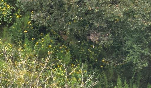 Photo #8 of 550 Van Buren, Stoneville, NC 59.2 acres