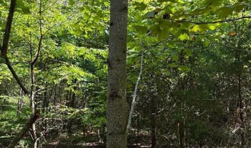 Stack young poplar