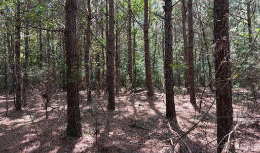Stack planted pine 14 yr old