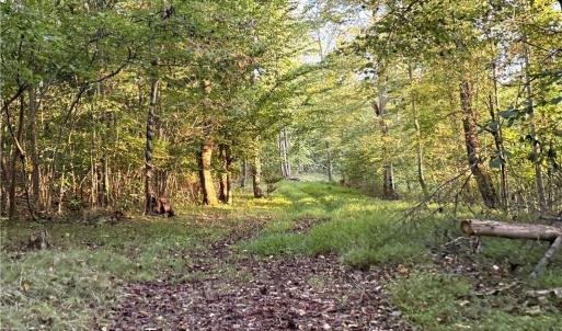 Photo #22 of 1210 Nicky, Danbury, NC 31.5 acres