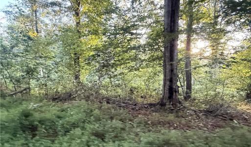 Photo #30 of 1210 Nicky, Danbury, NC 31.5 acres