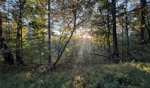 Photo #33 of 1210 Nicky, Danbury, NC 31.5 acres