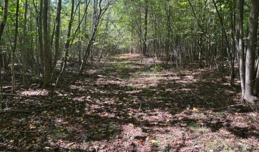 Photo #42 of Sandy Cross, Reidsville, NC 28.4 acres