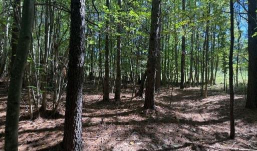 Photo #46 of Sandy Cross, Reidsville, NC 28.4 acres
