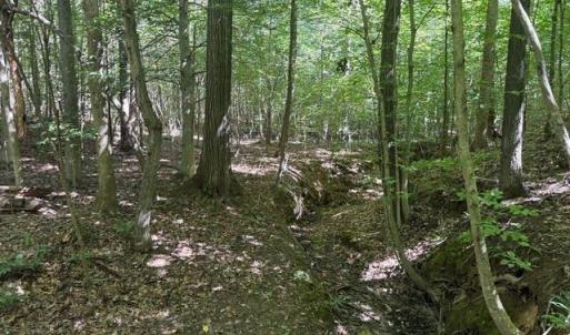 Photo #30 of Sandy Cross, Reidsville, NC 28.4 acres
