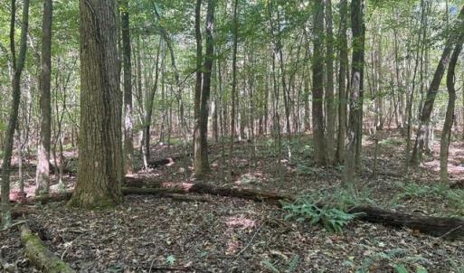 Photo #34 of Sandy Cross, Reidsville, NC 28.4 acres