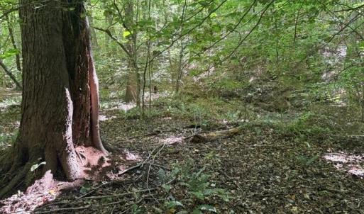 Photo #38 of Sandy Cross, Reidsville, NC 28.4 acres
