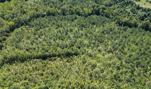 Photo #10 of Sandy Cross, Reidsville, NC 28.4 acres