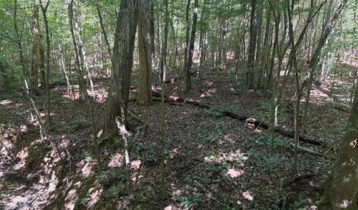Photo #33 of Sandy Cross, Reidsville, NC 28.4 acres
