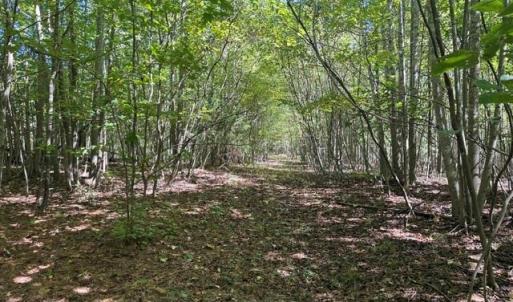 Photo #41 of Sandy Cross, Reidsville, NC 28.4 acres