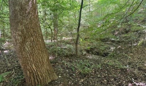 Photo #37 of Sandy Cross, Reidsville, NC 28.4 acres