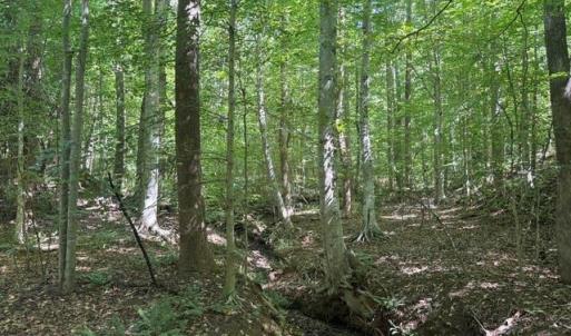 Photo #40 of Sandy Cross, Reidsville, NC 28.4 acres