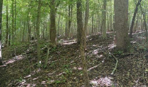 Photo #31 of Sandy Cross, Reidsville, NC 28.4 acres
