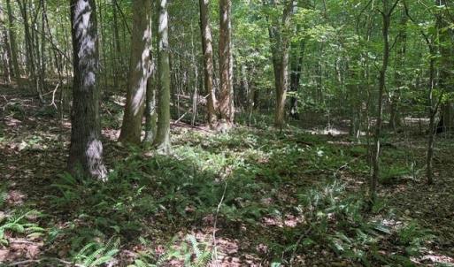 Photo #39 of Sandy Cross, Reidsville, NC 28.4 acres