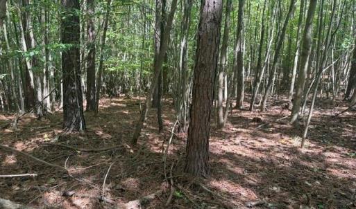 Photo #29 of Sandy Cross, Reidsville, NC 28.4 acres