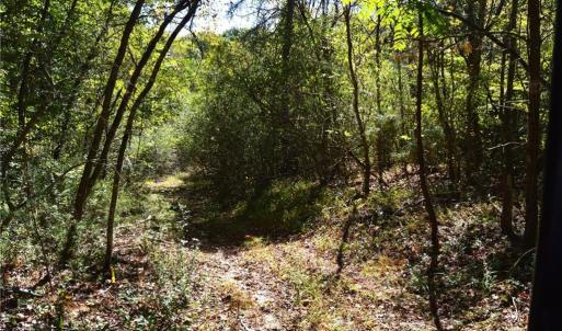 Photo #23 of 1541-1345 NC Highway 89, Danbury, NC 97.9 acres