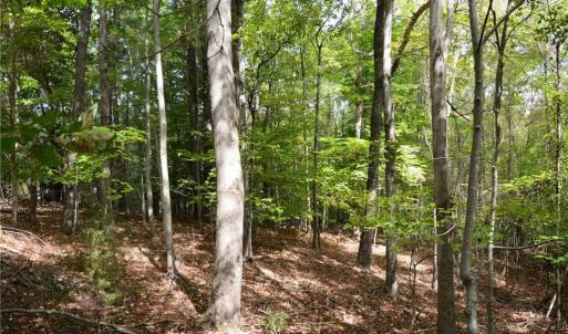 Photo #27 of 1541-1345 NC Highway 89, Danbury, NC 97.9 acres