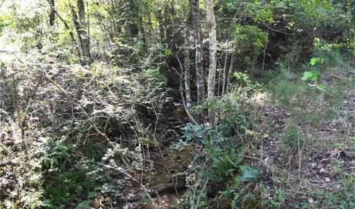 Photo #6 of 1541-1345 NC Highway 89, Danbury, NC 97.9 acres