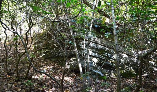 Photo #13 of 1541-1345 NC Highway 89, Danbury, NC 97.9 acres