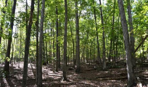 Photo #36 of 1541-1345 NC Highway 89, Danbury, NC 97.9 acres