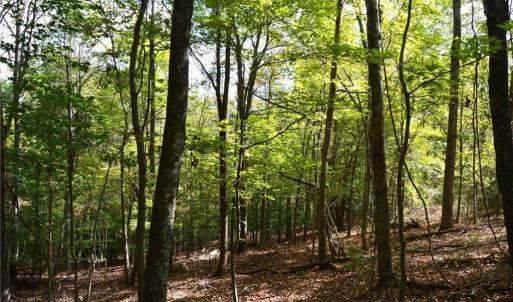 Photo #28 of 1541-1345 NC Highway 89, Danbury, NC 97.9 acres