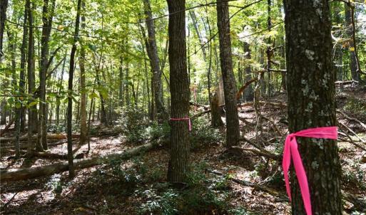 Photo #33 of 1541-1345 NC Highway 89, Danbury, NC 97.9 acres