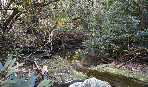 Photo #14 of 1541-1345 NC Highway 89, Danbury, NC 97.9 acres