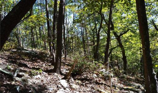 Photo #18 of 1541-1345 NC Highway 89, Danbury, NC 97.9 acres