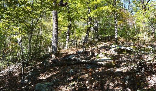 Photo #11 of 1541-1345 NC Highway 89, Danbury, NC 97.9 acres