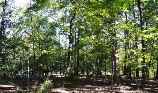 Photo #19 of 1541-1345 NC Highway 89, Danbury, NC 97.9 acres