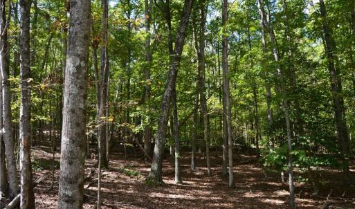 Photo #31 of 1541-1345 NC Highway 89, Danbury, NC 97.9 acres