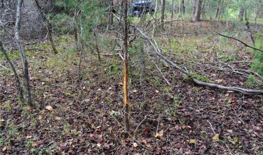 Photo #29 of 1541-1345 NC Highway 89, Danbury, NC 97.9 acres