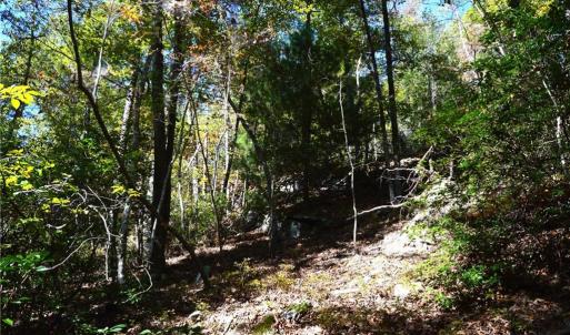 Photo #17 of 1541-1345 NC Highway 89, Danbury, NC 97.9 acres
