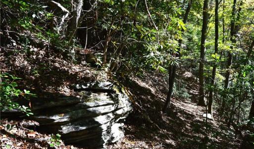 Photo #16 of 1541-1345 NC Highway 89, Danbury, NC 97.9 acres