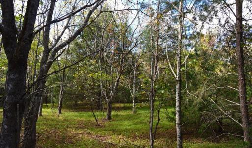 Photo #26 of 1541-1345 NC Highway 89, Danbury, NC 97.9 acres