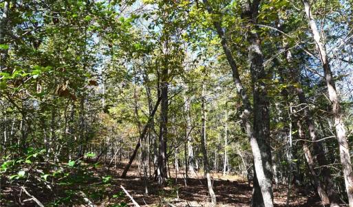 Photo #9 of 1541-1345 NC Highway 89, Danbury, NC 97.9 acres