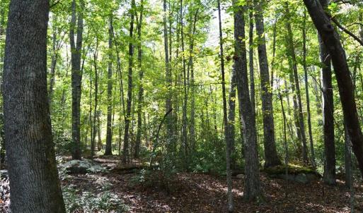 Photo #34 of 1541-1345 NC Highway 89, Danbury, NC 97.9 acres